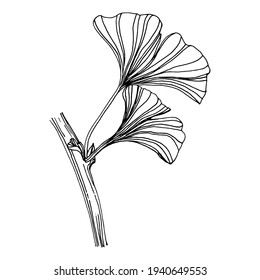 Ginkgo herbal plant by hand drawing sketch. Floral tattoo highly detailed in line art style. Black and white clip art isolated on white background. Antique vintage engraving illustration for logo