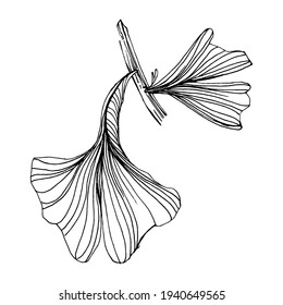 Ginkgo herbal plant by hand drawing sketch. Floral tattoo highly detailed in line art style. Black and white clip art isolated on white background. Antique vintage engraving illustration for logo