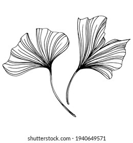 Ginkgo herbal plant by hand drawing sketch. Floral tattoo highly detailed in line art style. Black and white clip art isolated on white background. Antique vintage engraving illustration for logo