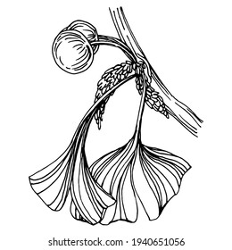 Ginkgo herbal plant by hand drawing sketch. Floral tattoo highly detailed in line art style. Black and white clip art isolated on white background. Antique vintage engraving illustration for logo