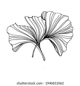 Ginkgo herbal plant by hand drawing sketch. Floral tattoo highly detailed in line art style. Black and white clip art isolated on white background. Antique vintage engraving illustration for logo