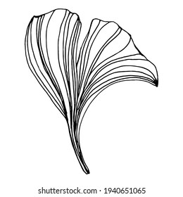 Ginkgo herbal plant by hand drawing sketch. Floral tattoo highly detailed in line art style. Black and white clip art isolated on white background. Antique vintage engraving illustration for logo