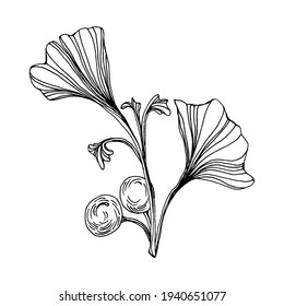Ginkgo herbal plant by hand drawing sketch. Floral tattoo highly detailed in line art style. Black and white clip art isolated on white background. Antique vintage engraving illustration for logo