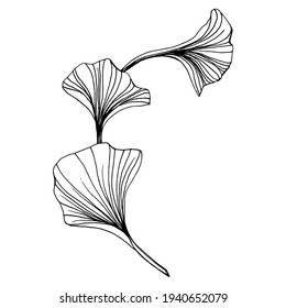 Ginkgo herbal plant by hand drawing sketch. Floral tattoo highly detailed in line art style. Black and white clip art isolated on white background. Antique vintage engraving illustration for logo