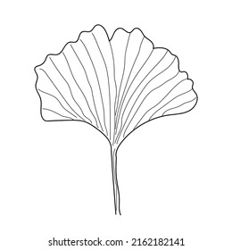 Ginkgo herbal plant by hand drawing sketch. Floral tattoo detailed in line art style. Black and white clipart isolated on white background. vintage illustration 