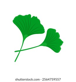 Ginkgo Leaf , Autumn Isolated Vector Illustration