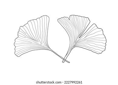 Ginkgo leaf doodle drawing sketch. Japanese ginkgo biloba vector. Two leaves.