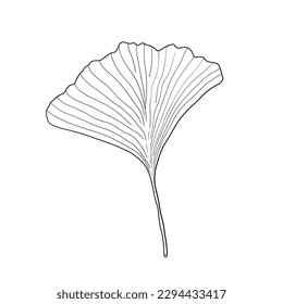 Ginkgo leaf doodle drawing sketch. Japanese ginkgo biloba vector.