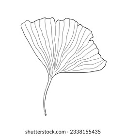 Ginkgo-Blatt-Doodle-Zeichenkette. Japanische Ginkgo-Biloba-Vektorgrafik.