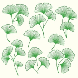 Ginkgo leaf drawing. Vintage ginkgo leaf illustration. Ginkgo leaf hand drawn