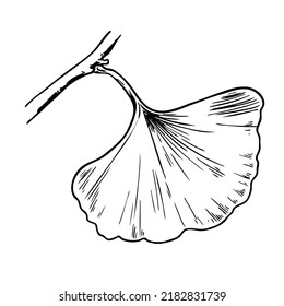 Ginkgo leaf, gravure style hand drawn vector ink drawing illustration