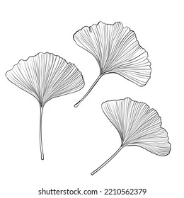 Ginkgo leaf, gravure style hand drawn vector ink drawing illustration