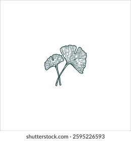 ginkgo leaf hand drawn illustration artwork