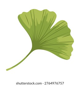 Ginkgo Leaf Illustration Vector Template