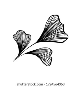 Ginkgo leaf ink line art design, vector isolated design element with wave outline drawing. Ginkgo biloba or ginko leaf, botanical plant engraving for modern interior decoration art design element