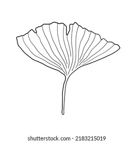 Ginkgo-Blätter einzeln auf Doodle-Zeichnung Skizze. Japanische Ginkgo-Biloba-Vektorgrafik.