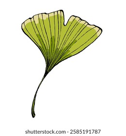 Ginkgo Leaf isolated Vector Illustration