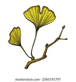 Ginkgo Leaf isolated Vector Illustration