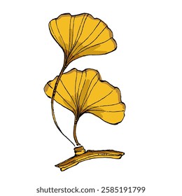 Ginkgo Leaf isolated Vector Illustration