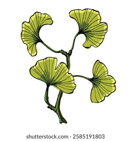 Ginkgo Leaf isolated Vector Illustration