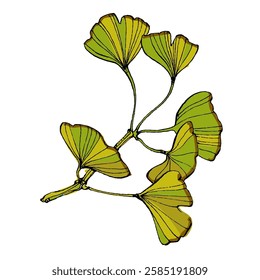 Ginkgo Leaf isolated Vector Illustration