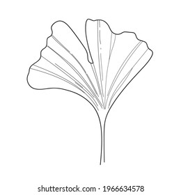 Ginkgo leaf Line art. Minimalism Vector botanical illustration for Icon. Contour drawing of Plant for concept design