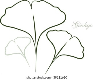 Ginkgo leaf sketch