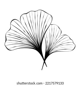 Ginkgo leaf sketch. Black and white clip art isolated on white background. Vector illustration for logo design, print, tattoo