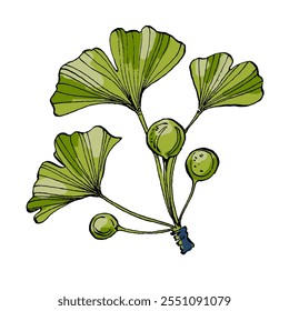 Ginkgo Leaf Sketch Vector Illustration