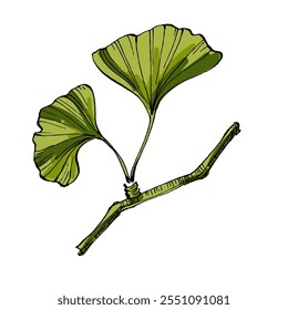 Ginkgo Leaf Sketch Vector Illustration