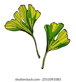 Ginkgo Leaf Sketch Vector Illustration