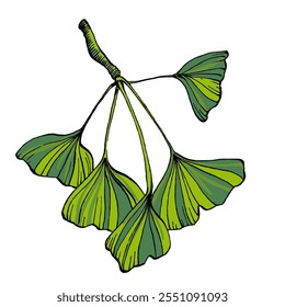 Ginkgo Leaf Sketch Vector Illustration