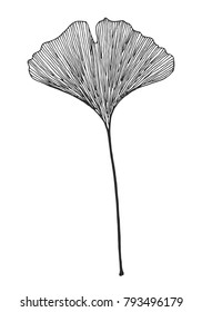 Ginkgo leaf vector black on white background 