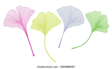 Ginkgo leaf vector illustration illustration on white background.