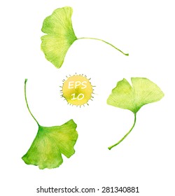 Ginkgo leaves for alternative medicine. Watercolor vector 