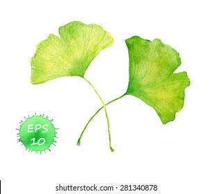 Ginkgo Blätter für Schönheitspflege (Spa, Kosmetikartikel). Aquarell-Vektorgrafik  