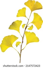 Ginkgo leaves and branches isolated on white background. Autumn background with yellow ginkgo leaves and branches. Ginkgo biloba leaves vector hand drawn illustration. Illustration of ginkgo leaves.