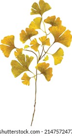 Ginkgo leaves and branches isolated on white background. Autumn background with yellow ginkgo leaves and branches. Ginkgo biloba leaves vector hand drawn illustration. Illustration of ginkgo leaves.