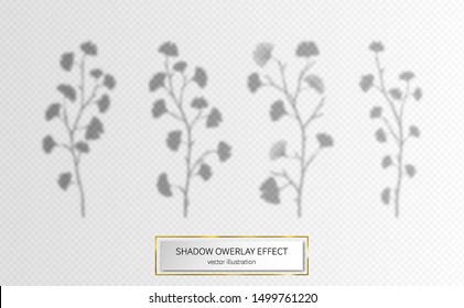 Ginkgo leaves branches set. Overlay effects design elements for shadows presentations, mockups scenes, backgrounds, social media templates natural transparent realistic ginko biloba leaf vector