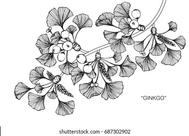 Ginkgo leaves by hand drawing and sketch with line-art on white backgrounds.