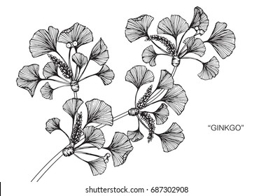 Ginkgo leaves by hand drawing and sketch with line-art on white backgrounds.