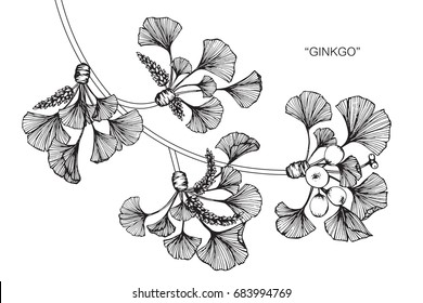 Ginkgo leaves drawing and sketch with line-art on white backgrounds.