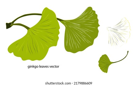 ginkgo leaves. hand-drawn. isolated on a white background.high quality vector illustration.for your design.