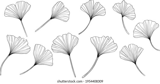 Ginkgo leaves isolated on white. Hand drawn vector illustration.