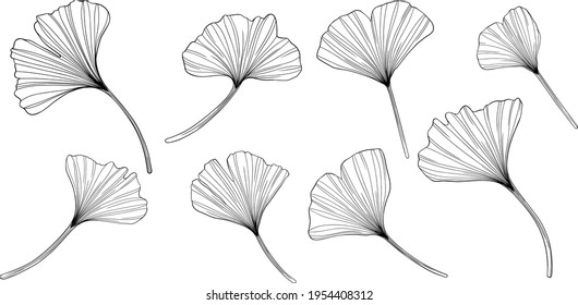 Ginkgo leaves isolated on white. Hand drawn vector illustration.