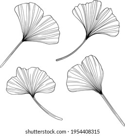 Ginkgo leaves isolated on white. Hand drawn vector illustration.