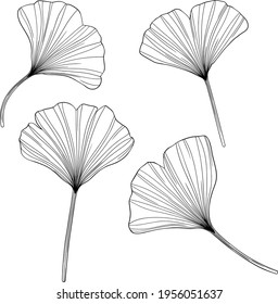 Ginkgo leaves isolated on white. Hand drawn vector illustration. Eps10