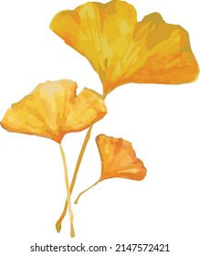 Ginkgo leaves isolated on white background. Autumn background with yellow ginkgo leaves and. Ginkgo biloba leaves vector hand drawn watercolor illustration. Illustration of watercolor ginkgo leaves.