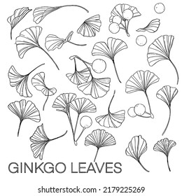 Ginkgo leaves patten stem and leaf of ginkgo biloba plant. Can be used individually or as a pattern. Ginkgo leaf and fruit hand drawn sketch. 