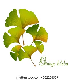 Ginkgo leaves realistic vector